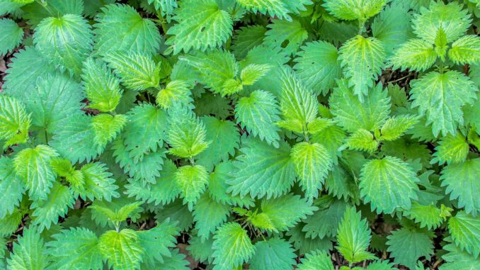 plant-g4bc2e2a85_1920